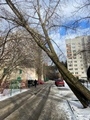 Проведено обследование зеленых насаждений Проведено обследование зеленых насаждений