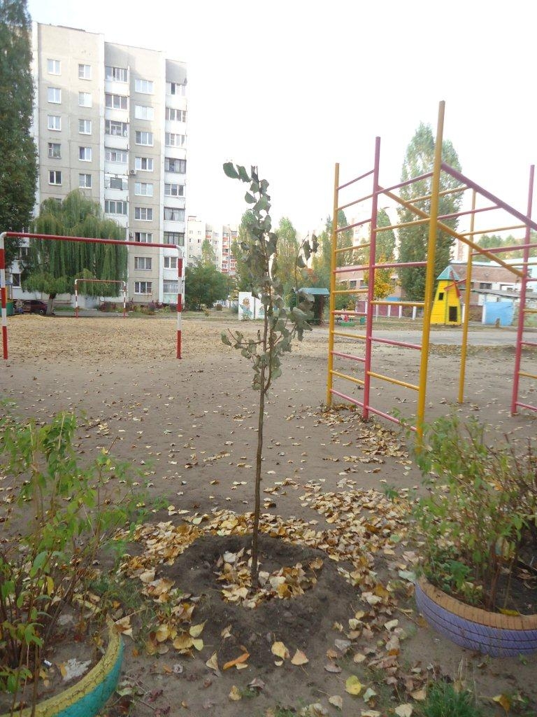 Итоги осеннего озеленения Итоги осеннего озеленения