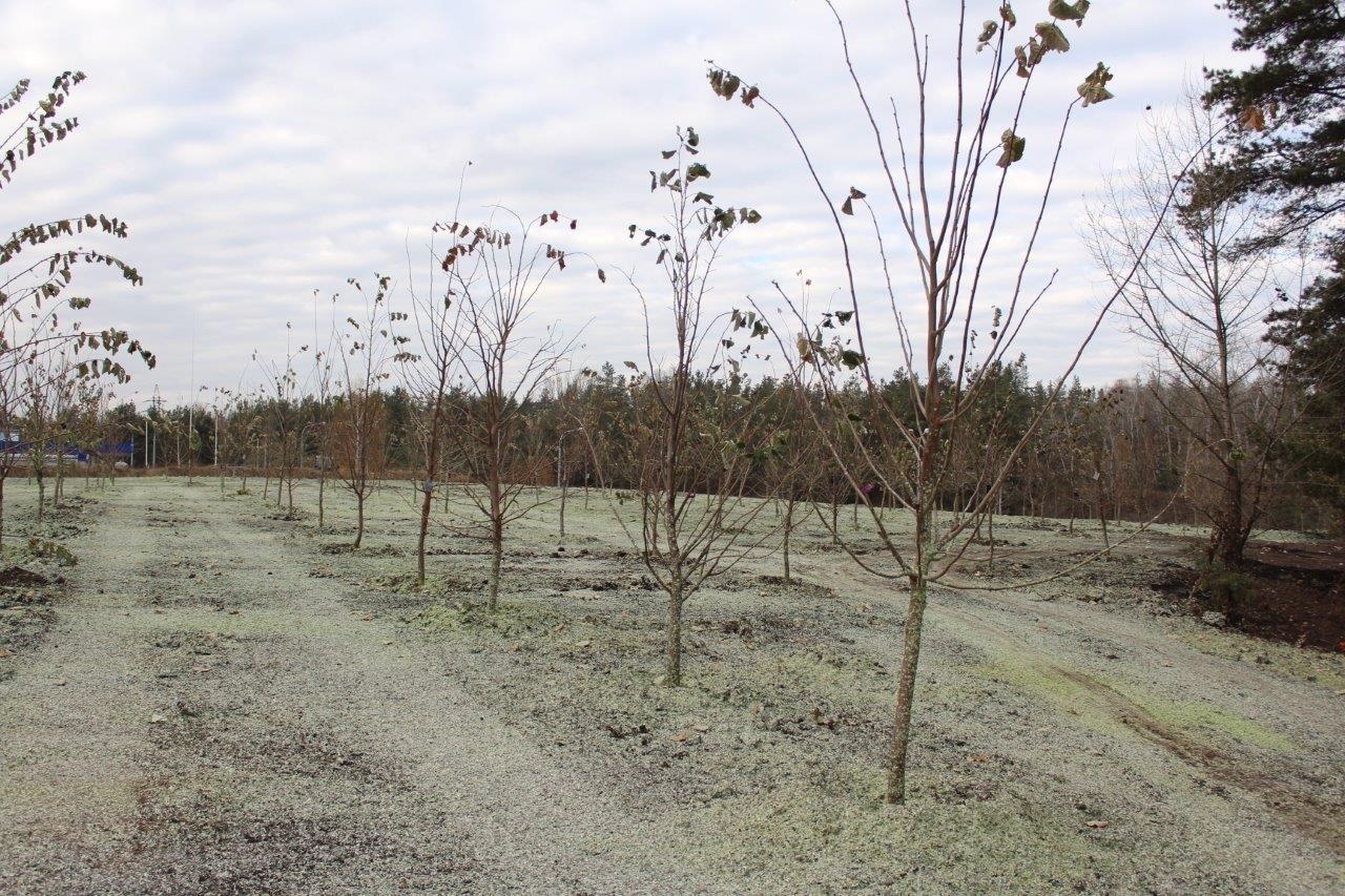 Компенсационное озеленение транспортной развязки  на пересечении улицы Антонова-Овсеенко – ул. 9 Января –  – ул. Героев Сибиряков Компенсационное озеленение транспортной развязки  на пересечении улицы Антонова-Овсеенко – ул. 9 Января –  – ул. Героев Сибиряков