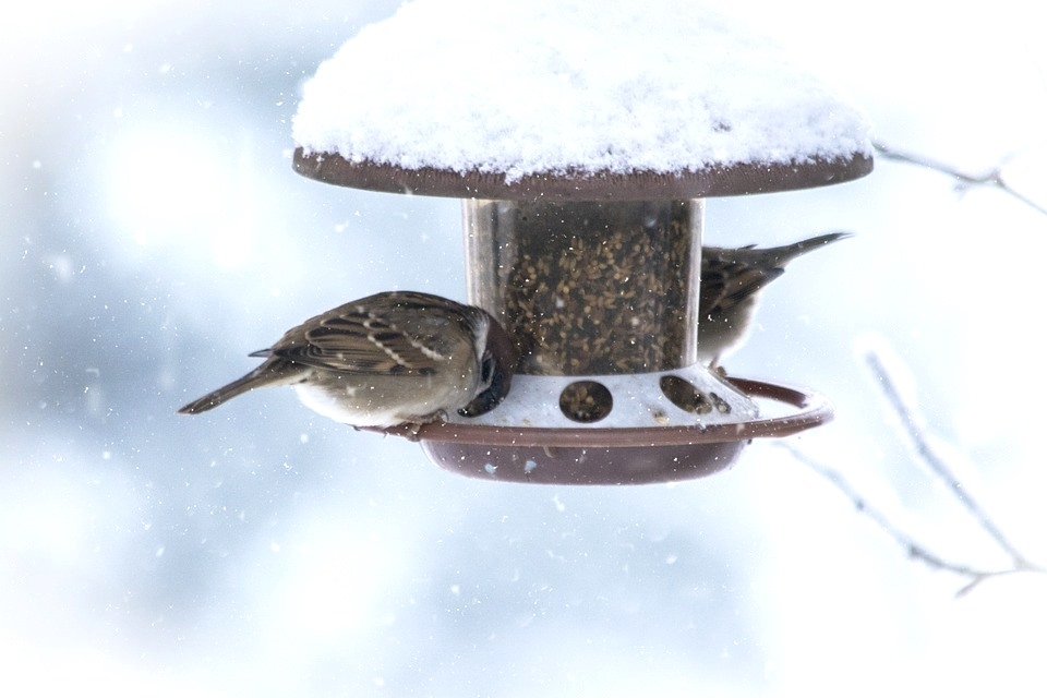 Межрегиональная экологическая общественная организация Движение ЭКА объявила о начале всероссийского флешмоба «Хранители птиц» Межрегиональная экологическая общественная организация Движение ЭКА объявила о начале всероссийского флешмоба «Хранители птиц»