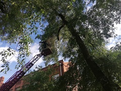 Котёнка спасли с дерева у железнодорожного вокзала