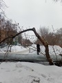 Проведено обследование зеленых насаждений Проведено обследование зеленых насаждений