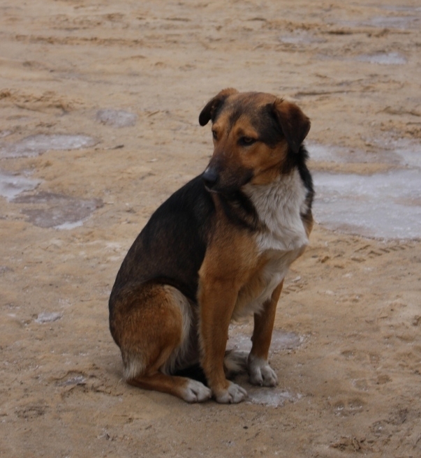 Реализация переданных полномочий по отлову безнадзорных животных в 2016 году Реализация переданных полномочий по отлову безнадзорных животных в 2016 году