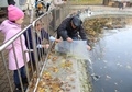В водоеме Воронежского центрального парка пополнение В водоеме Воронежского центрального парка пополнение