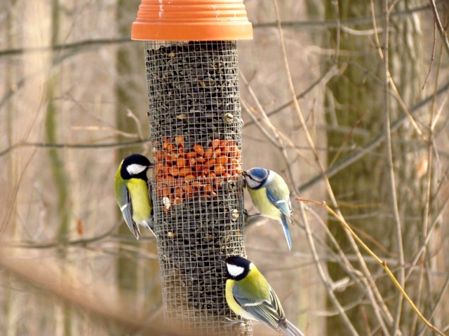 Орнитолог Олег Киселев о зимней подкормке птиц: «…начав однажды кормить птиц, ни в коем случае не прекращайте это дело» Орнитолог Олег Киселев о зимней подкормке птиц: «…начав однажды кормить птиц, ни в коем случае не прекращайте это дело»