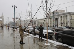 На проспекте Революции начались весенние работы по уходу за деревьями