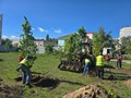 В Советском районе продолжается озеленение В Советском районе продолжается озеленение