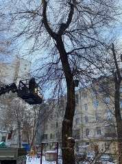 В городе Воронеже продолжается обрезка деревьев