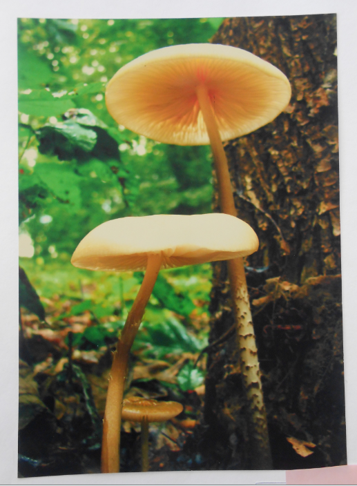 14 апреля на базе детского  эколого-биологического центра «Росток» прошел конкурс  «Окно в природу» 14 апреля на базе детского  эколого-биологического центра «Росток» прошел конкурс  «Окно в природу»