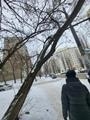 Проведено обследование зеленых насаждений Проведено обследование зеленых насаждений
