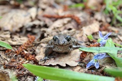 В Воронежском государственном природном заповеднике вышел новый выпуск газеты «Бобрые вести»