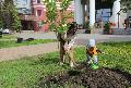 В канун Дня Победы сквер Дома офицеров украсили саженцы черемухи В канун Дня Победы сквер Дома офицеров украсили саженцы черемухи