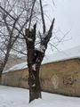 Проведены обследования зеленых насаждений Проведены обследования зеленых насаждений