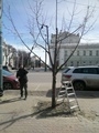 Проводится обрезка деревьев на проспекте Революции Проводится обрезка деревьев на проспекте Революции