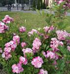 Определены победители  городского экологического конкурса «Город в цветах» в 2020 году