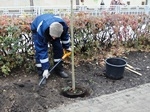 В рамках экологического субботника 16 апреля в бульваре "Кольцовский" будут высажены липы В рамках экологического субботника 16 апреля в бульваре "Кольцовский" будут высажены липы