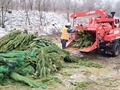 В Воронеже организована утилизация новогодних елей В Воронеже организована утилизация новогодних елей