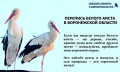 Управление экологии приглашает воронежцев присоединиться к переписи белого аиста в Воронежской области