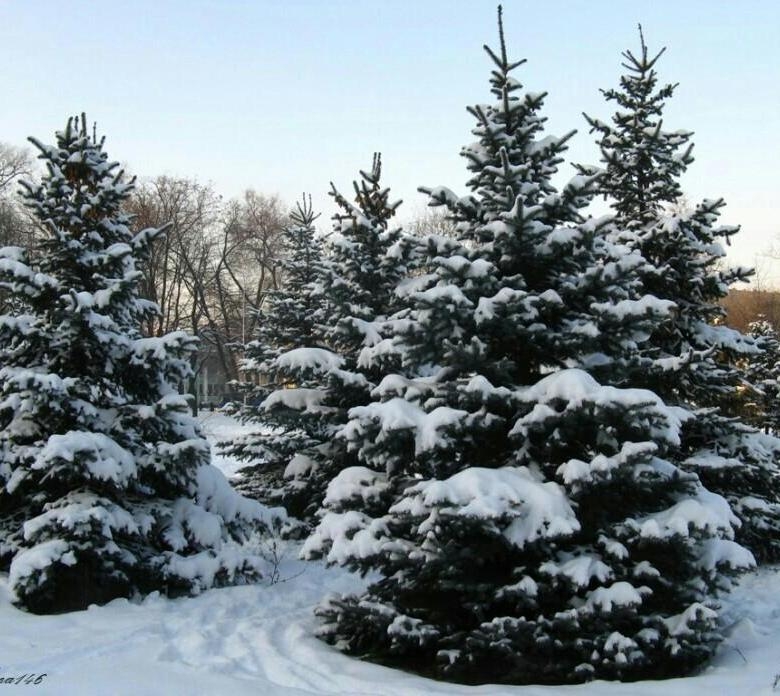 Акция «Операция «Ель» Акция «Операция «Ель»