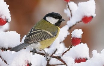Покорми птиц зимой Покорми птиц зимой