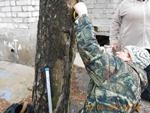 Проведено обследование деревьев у дома № 26а по ул. Богдана Хмельницкого Проведено обследование деревьев у дома № 26а по ул. Богдана Хмельницкого