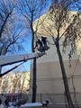 Специалисты управления экологии продолжают осуществлять контроль за обрезкой деревьев Специалисты управления экологии продолжают осуществлять контроль за обрезкой деревьев