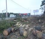 По фактам вырубки деревьев вдоль автомобильной дороги по Московскому проспекту составлены материалы для возбуждения уголовного дела По фактам вырубки деревьев вдоль автомобильной дороги по Московскому проспекту составлены материалы для возбуждения уголовного дела