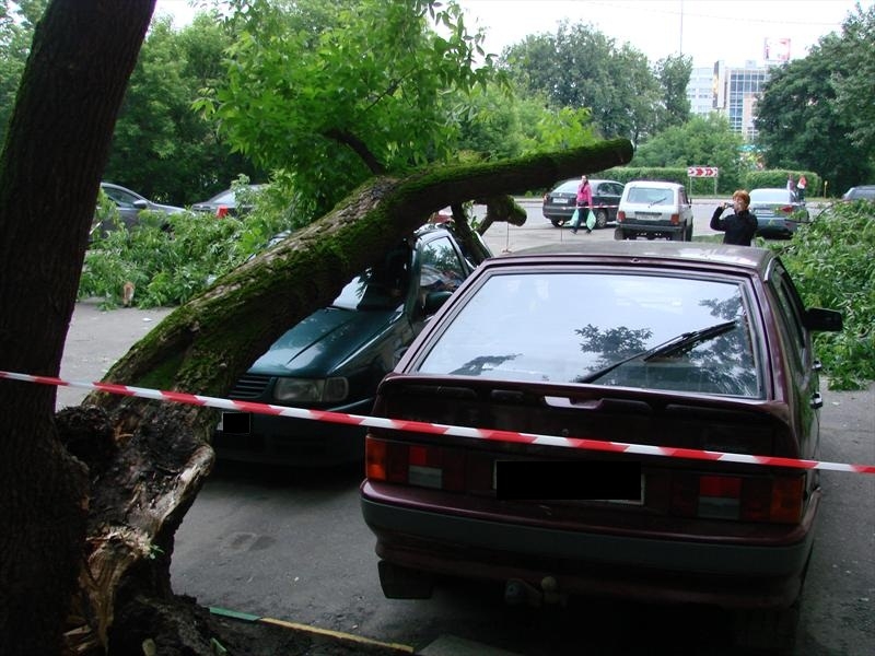 Проведено обследование зеленых насаждений  около жилых домов по ул. Шишкова, 142/8, 142/5, 144в, 146в Проведено обследование зеленых насаждений  около жилых домов по ул. Шишкова, 142/8, 142/5, 144в, 146в
