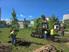 В Советском районе продолжается озеленение
