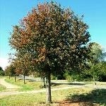 Высадка саженцев деревьев по улице Чайковского от проспекта Революции до ул. Фридриха Энгельса