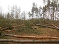 Незаконная вырубка сосен на участке по ул. Антонова-Овсеенко, 46а Незаконная вырубка сосен на участке по ул. Антонова-Овсеенко, 46а