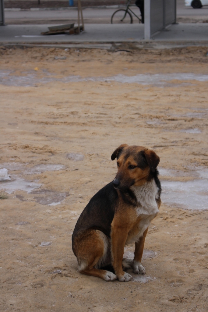 Приют для безнадзорных животных Приют для безнадзорных животных