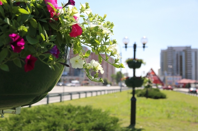 По поручению главы Воронежа Вадима Кстенина в городе реализуется новая концепция оформления цветников
