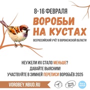 Воронежцев_приглашают_посчитать_воробьёв_в_рамках_Всероссийской переписи
