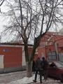 Проведено обследование зеленых насаждений Проведено обследование зеленых насаждений