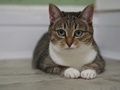 Сегодня празднуется День кошек Сегодня празднуется День кошек
