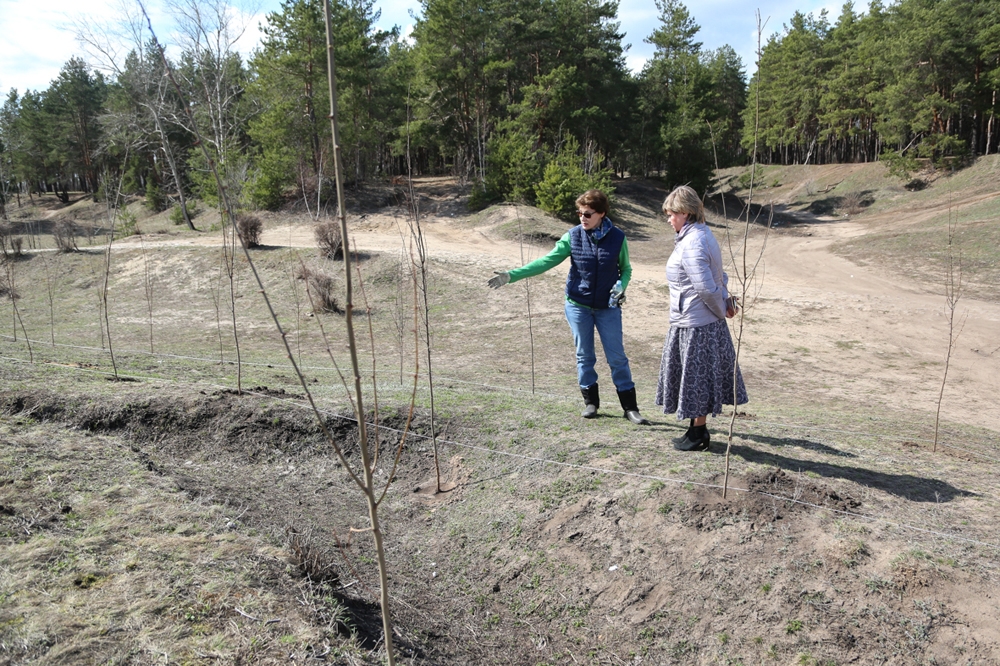 Власти Воронежа и экологи высадкой деревьев попробуют защитить «Песчаный лог» от «покатушек» на квадроциклах Власти Воронежа и экологи высадкой деревьев попробуют защитить «Песчаный лог» от «покатушек» на квадроциклах