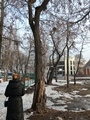 Проведено обследование зеленых насаждений Проведено обследование зеленых насаждений