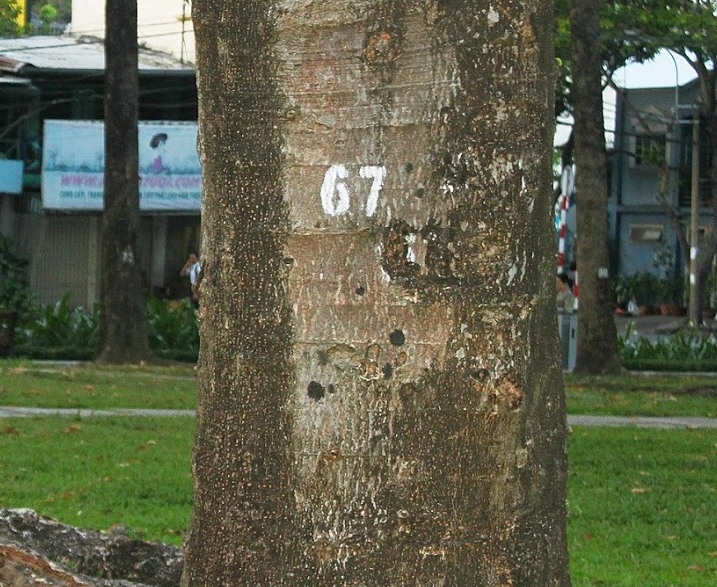 Разработан План инвентаризации зеленых насаждений на территории городского округа город Воронеж на 2017-2019 годы Разработан План инвентаризации зеленых насаждений на территории городского округа город Воронеж на 2017-2019 годы