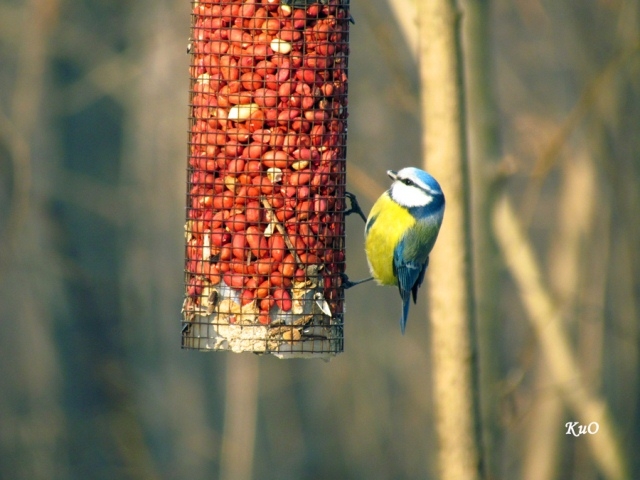 Объявляется конкурс "Птичкино-Синичкино" Объявляется конкурс "Птичкино-Синичкино"