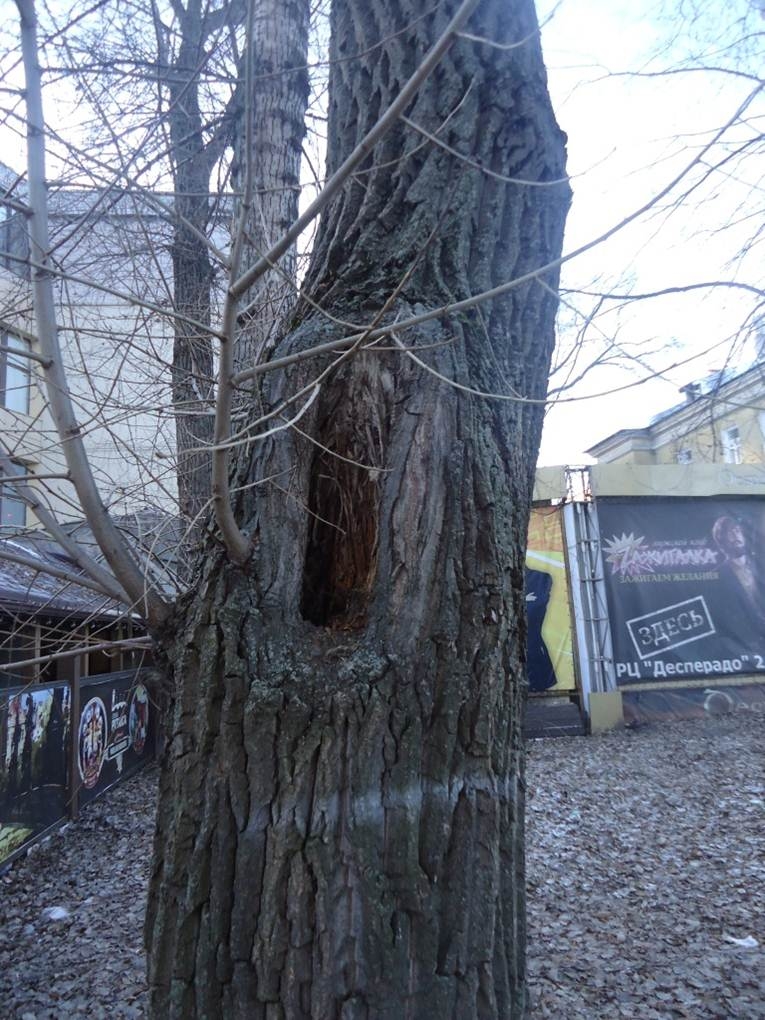 В сквере Дома офицеров начат первый этап работ  по реконструкции пылящих тополей В сквере Дома офицеров начат первый этап работ  по реконструкции пылящих тополей