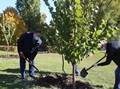 В парке Патриотов высадили клены и липы В парке Патриотов высадили клены и липы