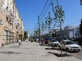 На проспекте Революции начали высадку кленов-крупномеров на четной стороне На проспекте Революции начали высадку кленов-крупномеров на четной стороне