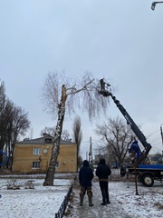 Специалисты управления экологии продолжают контролировать работы по уходу за зелеными насаждениями