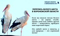 Управление экологии приглашает воронежцев присоединиться к переписи белого аиста в Воронежской области Управление экологии приглашает воронежцев присоединиться к переписи белого аиста в Воронежской области