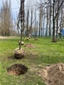 В Воронеже продолжается озеленение общественных пространств В Воронеже продолжается озеленение общественных пространств