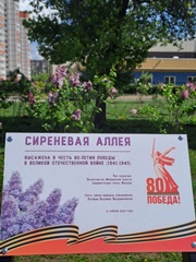 Сирени зацвели на Аллее Славы