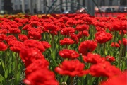 Яркие тюльпаны расцвели в Воронеже