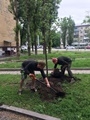 Взамен саженцев, спиленных вандалами, в Пионерском сквере высадили новые липы  Взамен саженцев, спиленных вандалами, в Пионерском сквере высадили новые липы