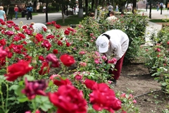 В розариях на улице Карла Маркса специалисты провели уходные работы